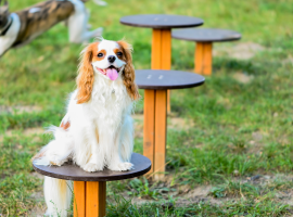 Wie Sie einen perfekten Hundespielplatz für Hunde und ihre Besitzer anlegen - eine praxisnahe Anleitung